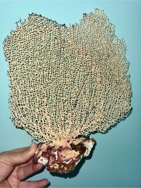 Natural Sea Fan Beige with Pink Purplish Coral Base Stands on own